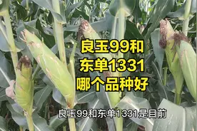 良玉99和东单1331，这两个玉米品种，哪个品种好视频封面