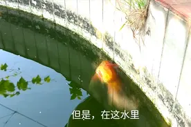 小伙发现楼顶鱼池金鱼挺着大肚子，是要产小鱼仔了？结果没预料到视频封面