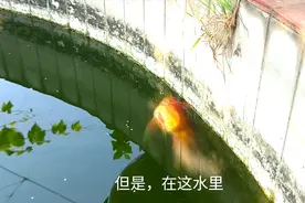小伙发现楼顶鱼池金鱼挺着大肚子，是要产小鱼仔了？结果没预料到视频封面