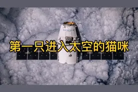 人类航天事业的探路者，第一只进入太空的猫咪视频封面