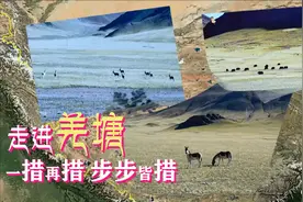 走进羌塘无人区  藏羚羊  藏野驴  野牦牛  一措再措  步步皆措视频封面