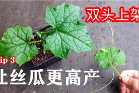 幼苗期一个小动作，丝瓜结果更多，吃也吃不完，丝瓜掐尖双头上架视频封面