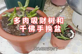 网购俩陶盆给多肉吸财树和千佛手换换盆，顺便看看扦插的情况