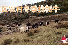 藏区冬日牦牛满山跑，牦牛上百头混一起，如何找出自家牦牛带回家视频封面