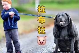 拉布拉多，为什么被叫拉布拉猪？