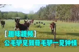 公毛驴见到母毛驴时一见钟情，画面让人忍俊不禁，镜头拍下全程视频封面