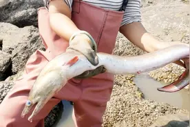 美女赶海最巅峰，水坑下摸出一条三四斤的大海鳗，徒手抓真过瘾！视频封面