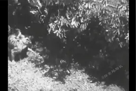 36. 森蚺vs网纹蟒，当美洲豹杀手遇到老虎克星，谁会笑到最后呢？