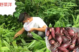 农村常见的野菜，叶子和生姜叶相似，我这边叫洋荷视频封面