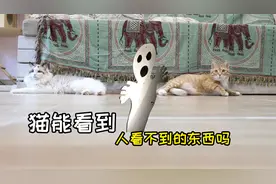 我家里的猫都看向一个地方，会不会是看到了“什么”视频封面