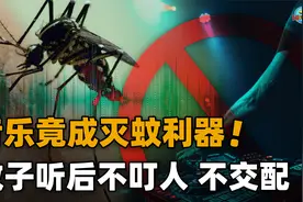 科学家用音乐灭蚊子？蚊子听了以后不想咬人，连繁殖欲望都下降了视频封面
