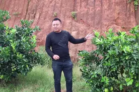果树叶片翻卷，原来是有根结线虫，听听专家怎么说？
