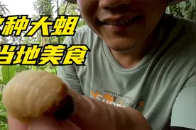 重口味的大蛆虫，太美味了，广西柳州农村的伙伴都喜欢吃。视频封面
