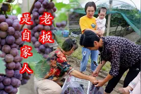 农村大叔包100多亩土地种葡萄，梅子带娘家人去采摘，便宜多买点视频封面