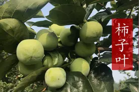 农村的柿子还是宝，它有哪些好处，快看视频了解下吧