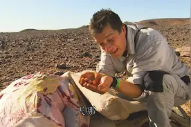 贝爷竟然连死骆驼体内的水也敢喝，真是劝不住视频封面