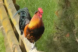 大公鸡一大早在农场打鸣，叫声响亮，太美了