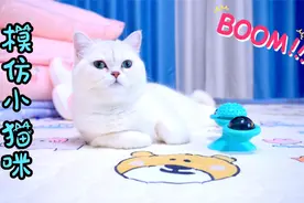 小猫咪为了让主人开心，竟然模仿一只去世的猫视频封面