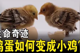 一枚鸡蛋，是如何变成一只小鸡的？多年的疑惑终于解开了视频封面