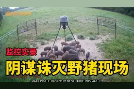 监控真实记录野猪小分队被诱惑进圈套遭受诛杀的过程，太残忍！视频封面