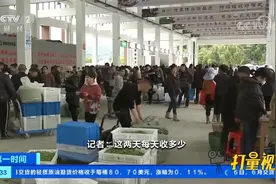 福建福鼎：白茶新茶开采上市，茶青产量下降，价格上涨视频封面