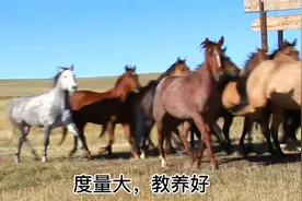 十二生肖之马 不同出生月份的性格特点视频封面