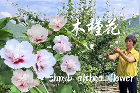 木槿花盛开洁白美艳，能观赏能入药，还能做成鲜甜嫩滑的美味视频封面