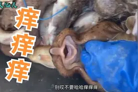 鱼：别搞我胳肢窝啊，不行了不行了，笑的肚子疼··视频封面