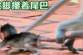 年轻猴妈带孩子有奇招，用脚攥着小猴的尾巴溜达视频封面