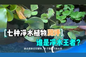 鱼池七种净水植物，经过1年测评，原来它才是净水植物王者