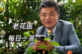 金桔树换盆以后就蔫了？枸杞树黑叶焦叶怎么回事？视频封面