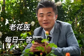金桔树换盆以后就蔫了？枸杞树黑叶焦叶怎么回事？视频封面