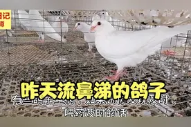 昨天鸽子流鼻涕，今天看下症状，治鸽病就这么简单视频封面