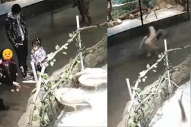 惊险！山东青岛一游客投喂带签烤肠，二级保护动物胃差点被刺穿视频封面