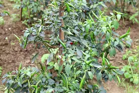 辣椒还没成熟就腐烂，农村大姐用最笨的方法保护，产量又高了视频封面