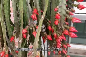 仙人掌嫁接令箭荷花，长得太壮观，几十条叶子，长出200个花苞视频封面