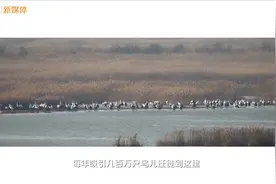 践行嘱托十年间  “让黄河成为造福人民的幸福河”视频封面