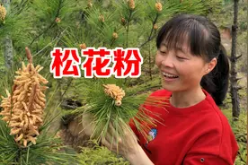 松花粉到底有什么用途？知道的人并不多，看视频了解下吧！视频封面