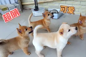 刚出生的小奶狗到57天的长大变化，一天比一天可爱，听话懂事视频封面