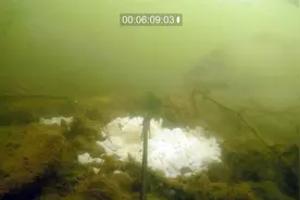 白米饭打窝什么效果，水下测试告诉你答案视频封面