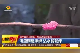 河边出现“粉色小球”？竟是福寿螺卵，千万别吃！|都市晚间视频封面