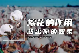 棉花的作用超出你的想象！视频封面