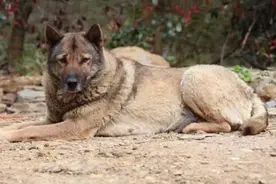 农村土狗怕屠夫，见到就赶紧躲避，它是怎么分辨的视频封面