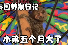 我在泰国养了个猴 小弟五个月了视频封面