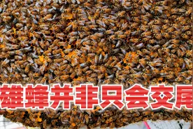 雄蜂除了交尾并非一无是处，听养蜂人说说它的好处视频封面