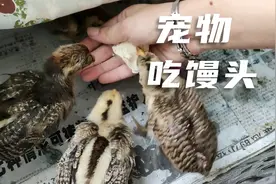 主人给宠物喂食，一个馒头小鸡吃完乌龟吃，真和谐视频封面