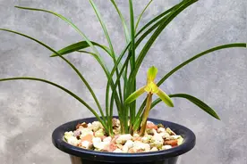 3月中旬兰花开始长新苗，做好这4点，不腐苗、不烂根、长势好视频封面