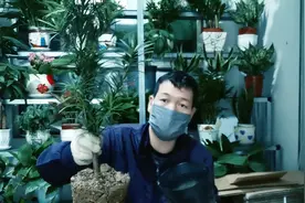精养“单杆”独苗“罗汉松”！第二节课“配制”营养土视频封面