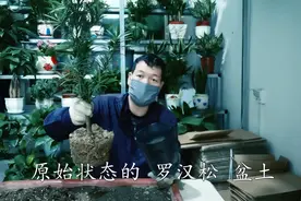 精养“单杆”独苗“罗汉松”！第二节课“配制”营养土视频封面
