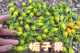 采点“栀子果”回去，生活中用作泡茶、煲汤，用途与价值了解吗？视频封面